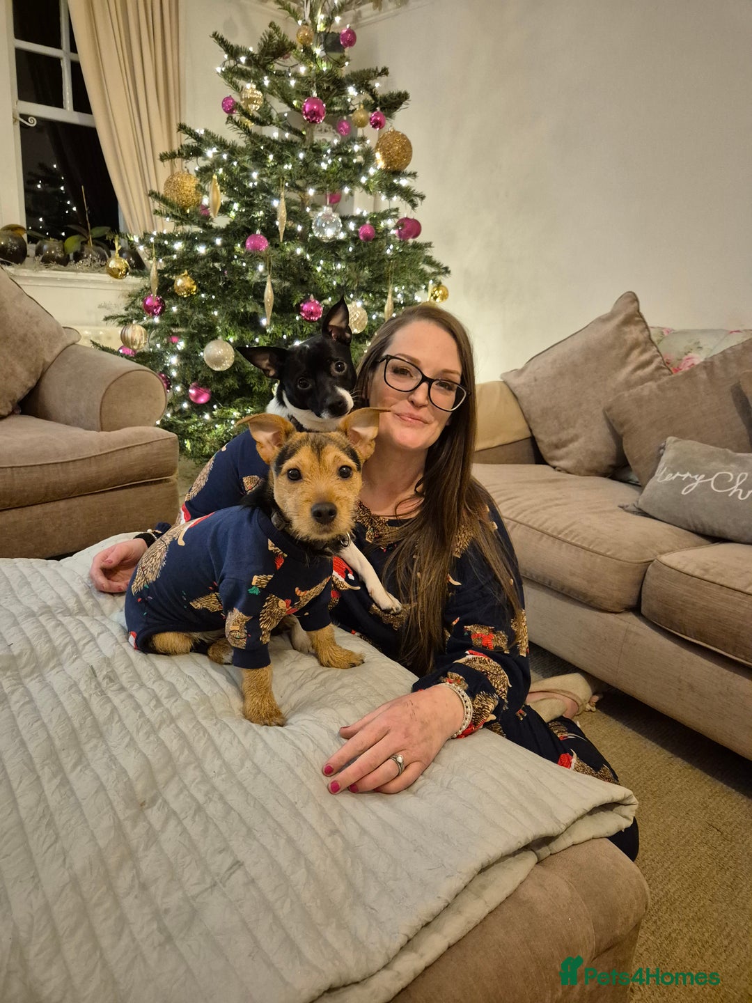 Jack Russell dogs for stud: Jack Russell x Chihuahua for Stud  - Advert 7