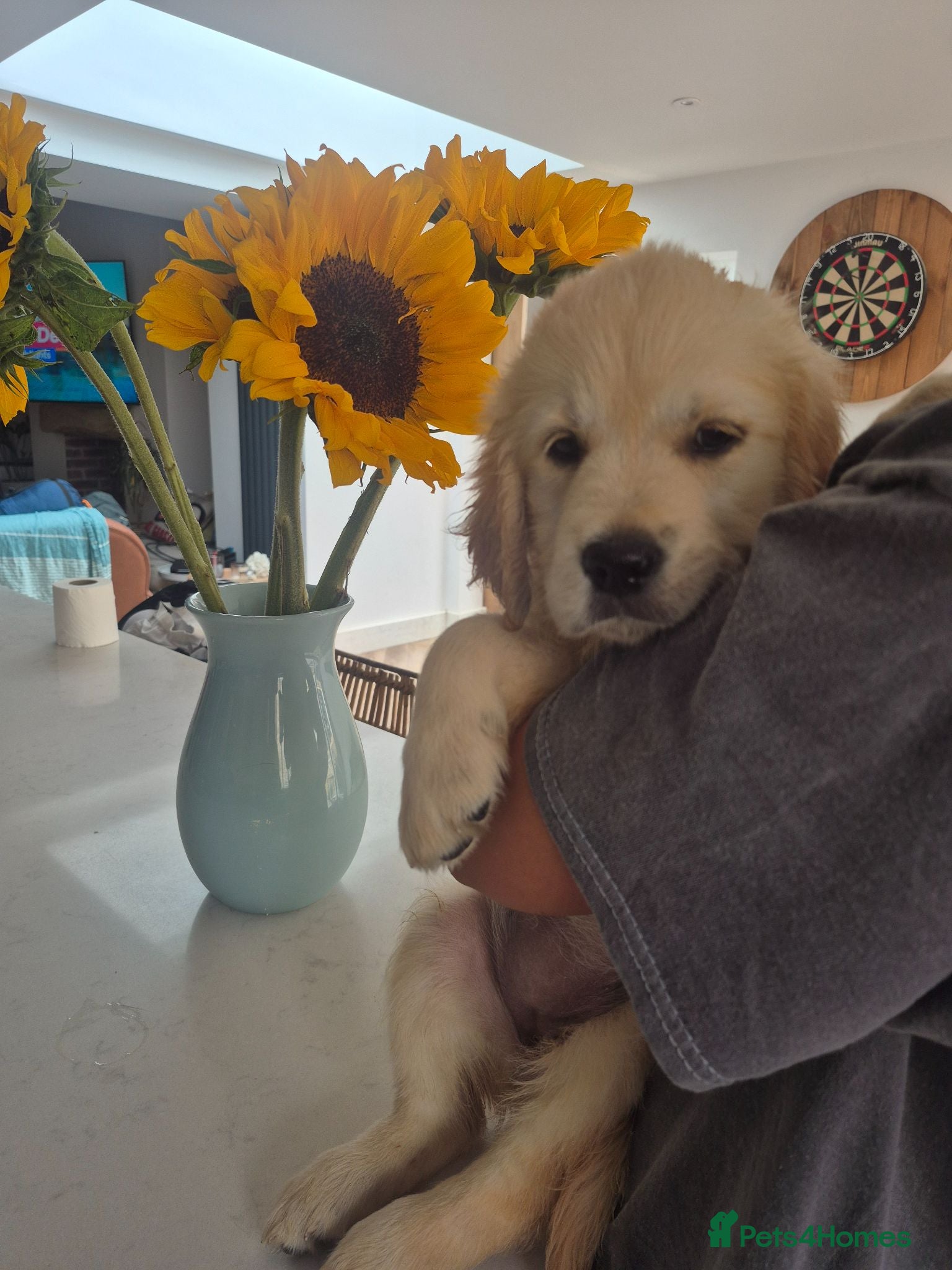 Golden Retriever dogs KC Registered Puppies - 2 x Girls Available - Advert 2