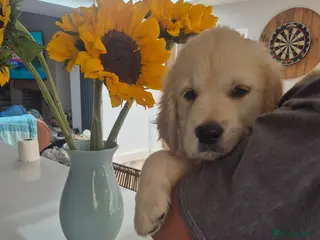 Golden Retriever dogs KC Registered Puppies - 2 x Girls Available - Advert 2