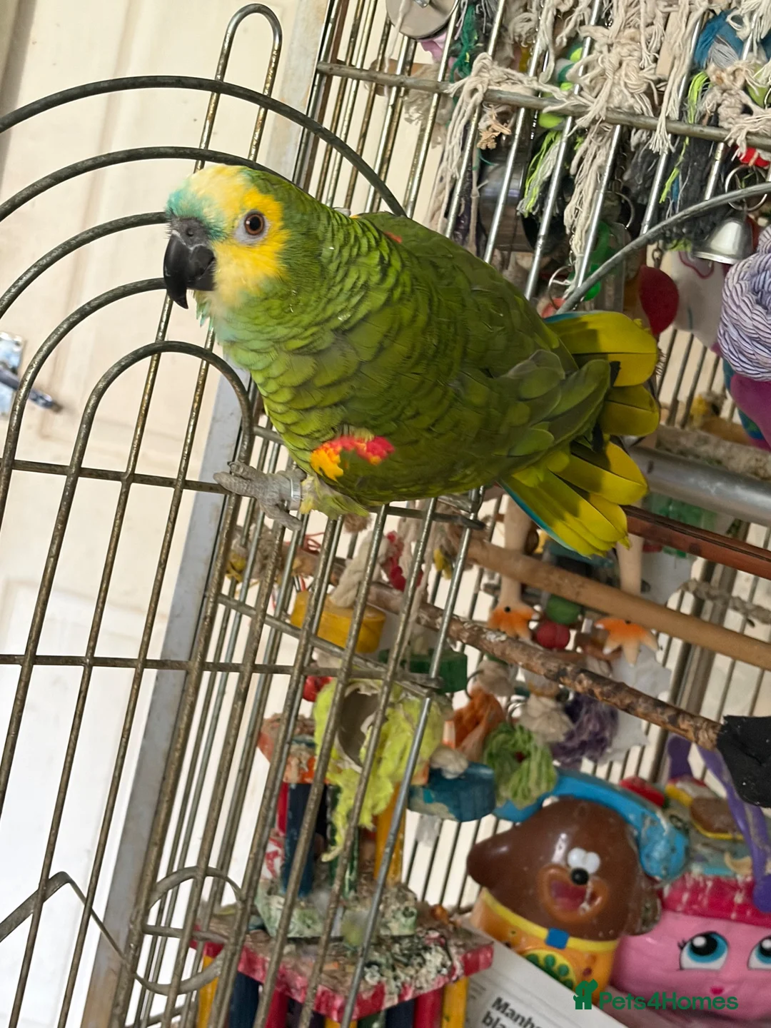 Macaws birds for sale: Green Macaw in Newcastle upon Tyne - Advert 2