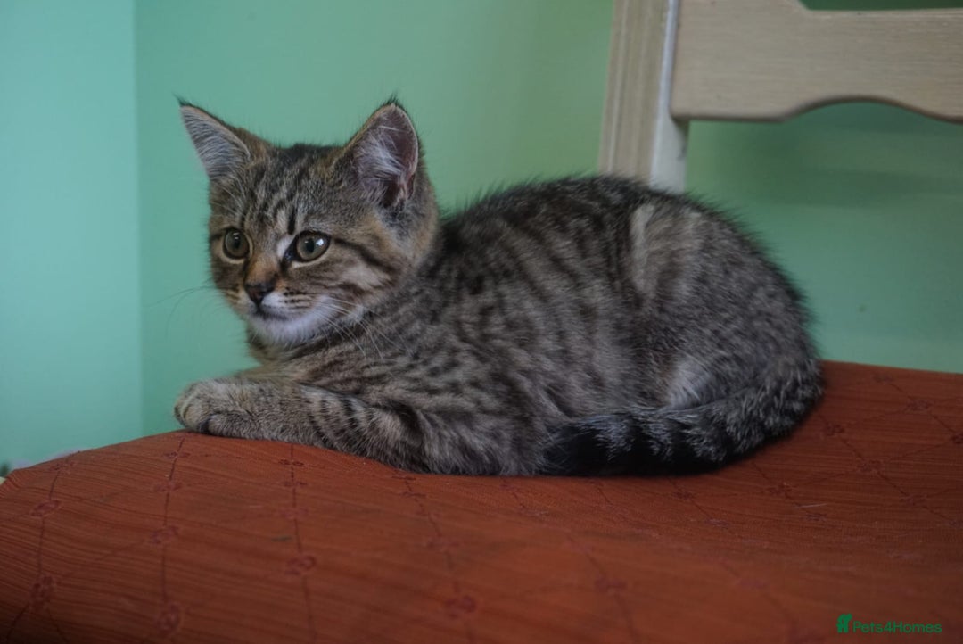 Persian cats for sale: ADORABLE RUSSIAN BLUE X PERSIAN KITTENS - Image 24