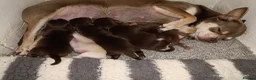 Chihuahua dogs for sale: Apple head Chihuahua puppies for sale!! 🐕 - Advert 13