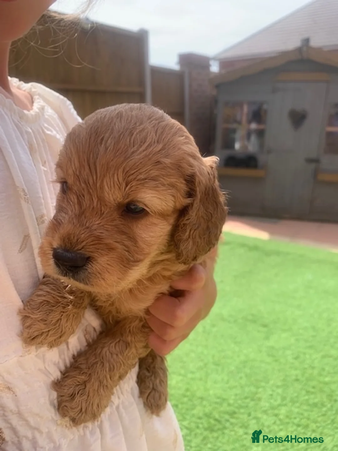 Cockapoo dogs for sale: Cockapoo puppys - Advert 12