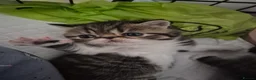 Persian cats for sale: Persian and exotics kittens  - Advert 11