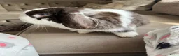 Mini Lop rabbits for sale: Male mini lop  - Advert 3