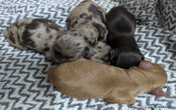 Cockapoo dogs for sale: STUNNING F1 COCKAPOO PUPPIES - Image 3