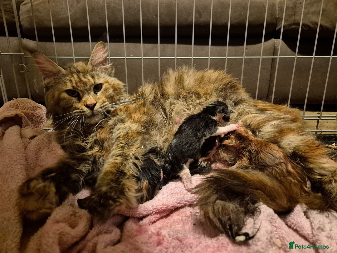 Maine Coon cats for sale: Male Maine Coon  - Image 4