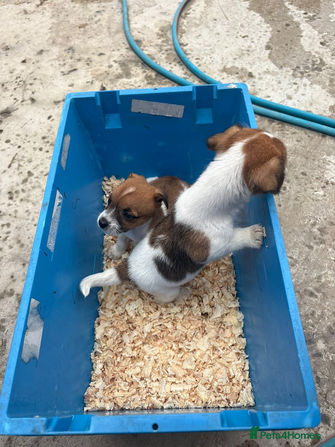 Jack Russell dogs for sale: Jack Russell pups - Image 2