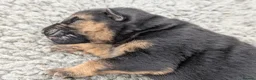 German Shepherd dogs for sale: Champion Show-Line KC Pups, Health Tested Parents - Advert 3