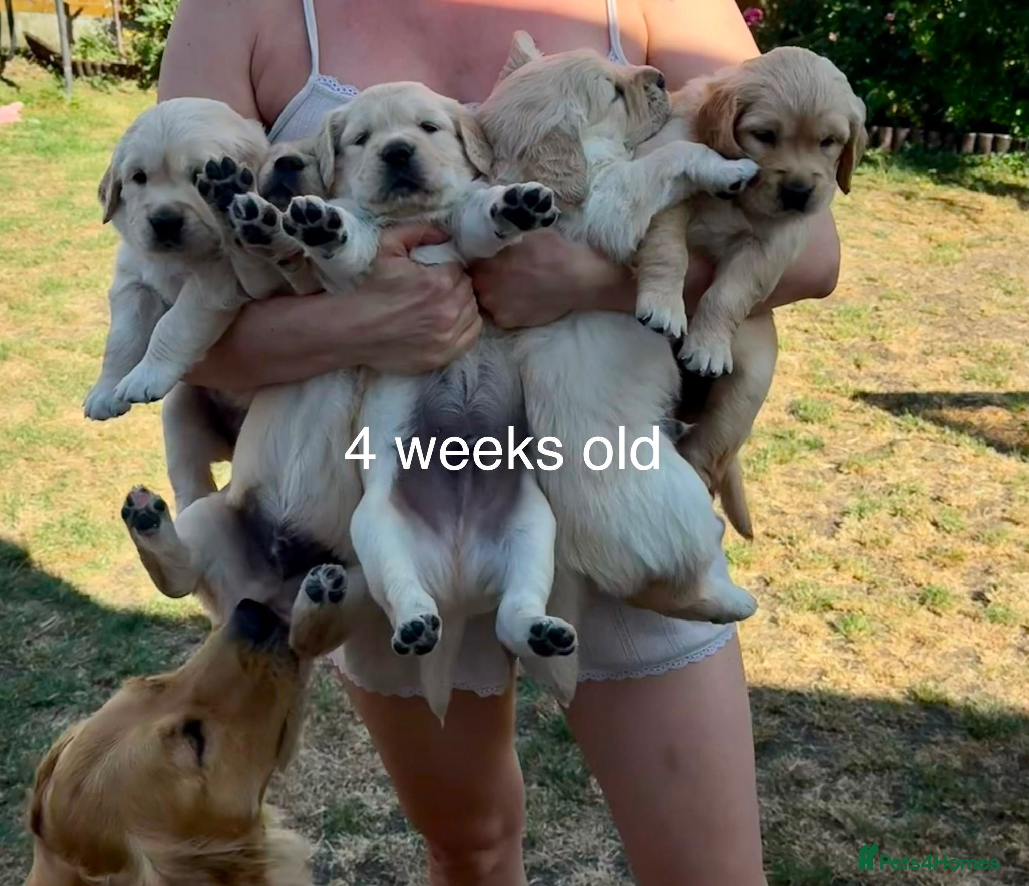 Golden Retriever dogs LARGE SIZE PURE GOLDEN RETRIEVER PUPPIES!!! - Advert 6
