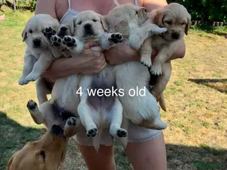 Golden Retriever dogs LARGE SIZE PURE GOLDEN RETRIEVER PUPPIES!!! - Advert 6