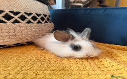 Lionhead rabbits for sale: Lionhead Babies for Sale  - Image 20