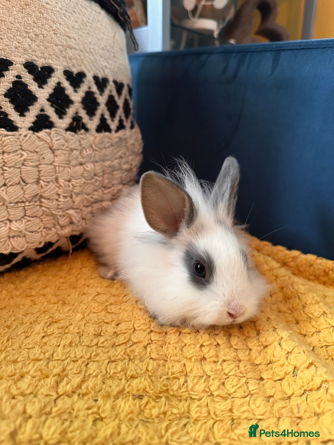 Lionhead rabbits for sale: Lionhead Babies for Sale  - Image 20