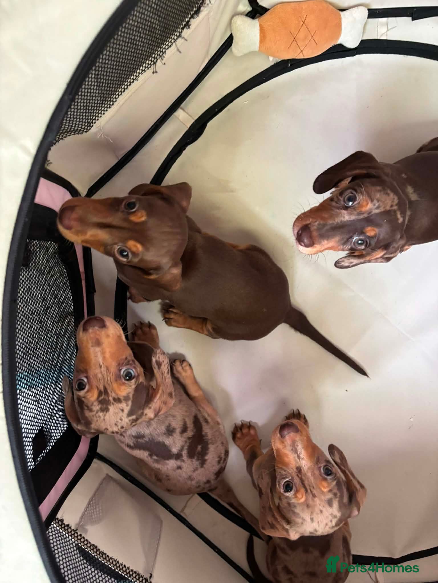 Miniature Dachshund dogs KC Reg Mini Dachshund Puppies Ready Now (Walsall) - Advert 5