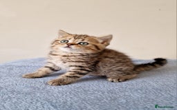 British Shorthair cats for sale: 3 beautiful british shorthair kittens 🥰 - Image 5