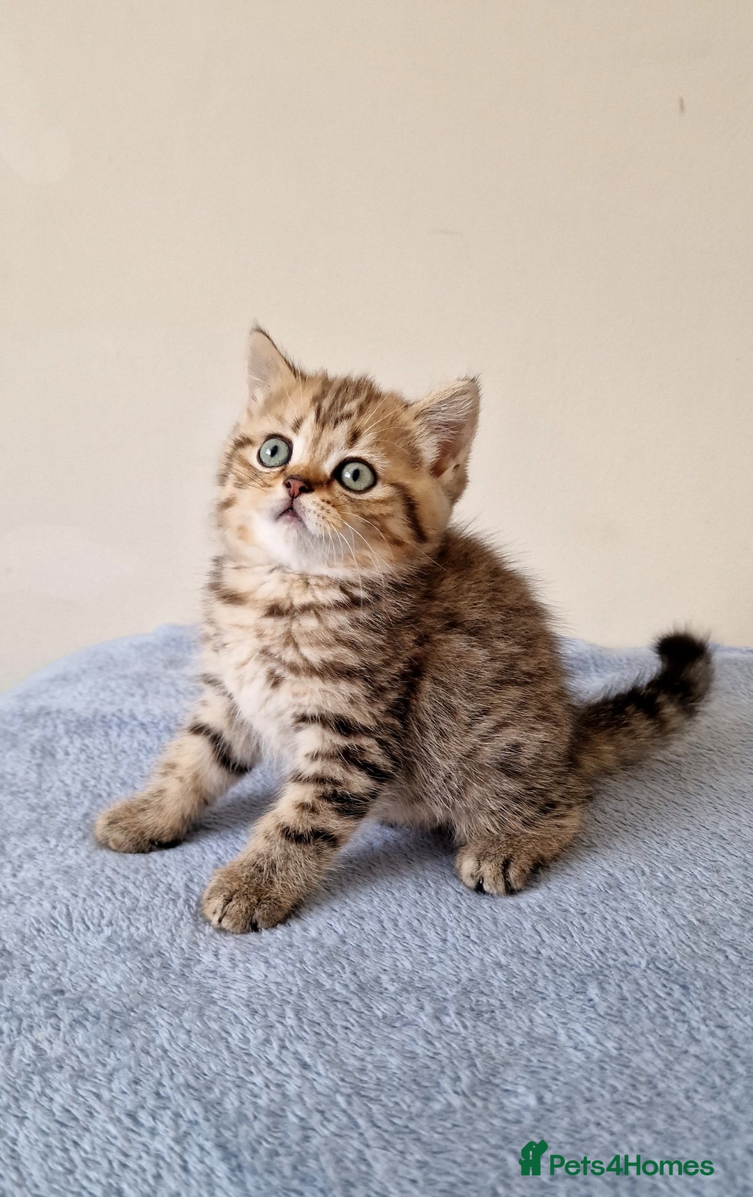British Shorthair cats for sale: 3 beautiful british shorthair kittens 🥰 - Image 5