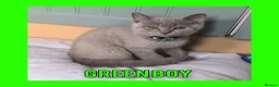 British Shorthair cats for sale: Stunning Lilac British Shorthair Kittens For Sale - Advert 5