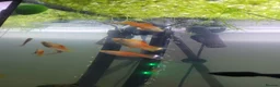Swordtails fish for sale: Swordtails pairs, baby plecos an baby mollys  - Advert 2