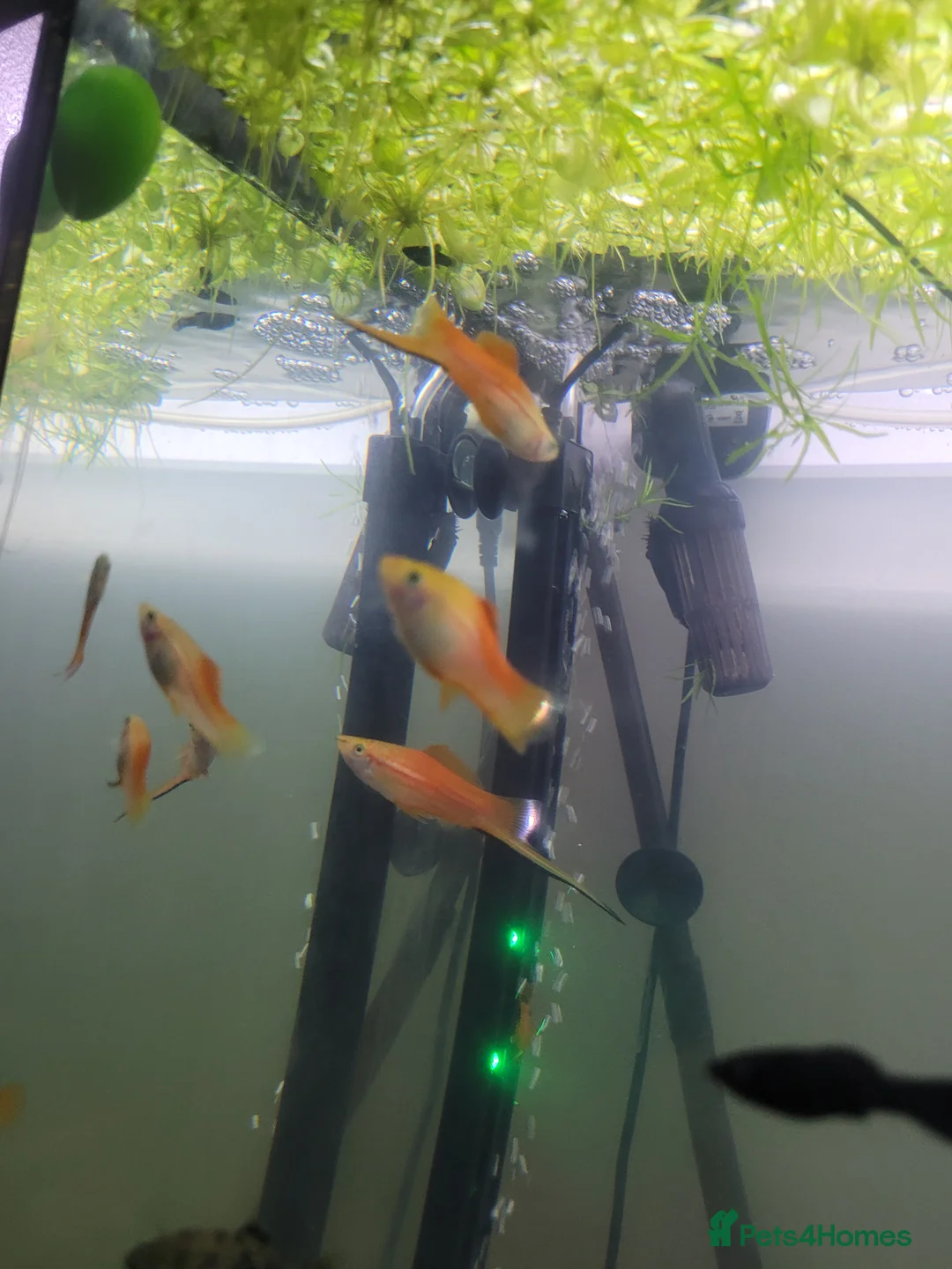 Swordtails fish for sale: Swordtails pairs, baby plecos an baby mollys  - Advert 2