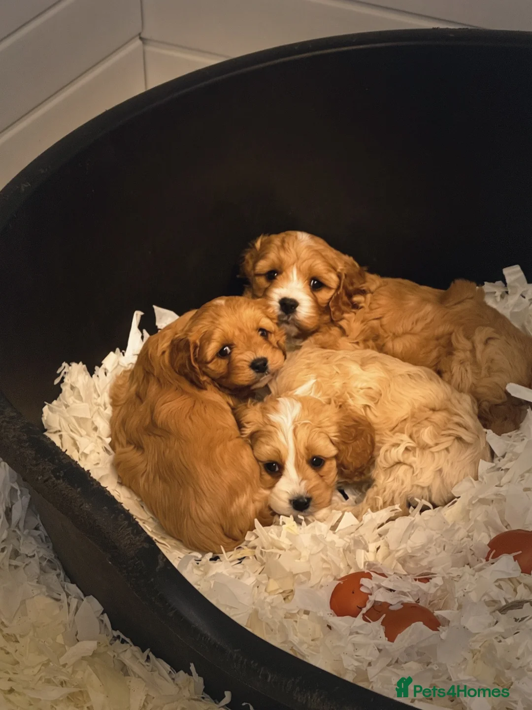 Cavapoo dogs for sale: Stunning F1 Cavapoo Boy - Advert 4