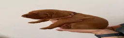 Hungarian Vizsla dogs for sale: Wirehaired Hungarian Vizsla - Advert 24