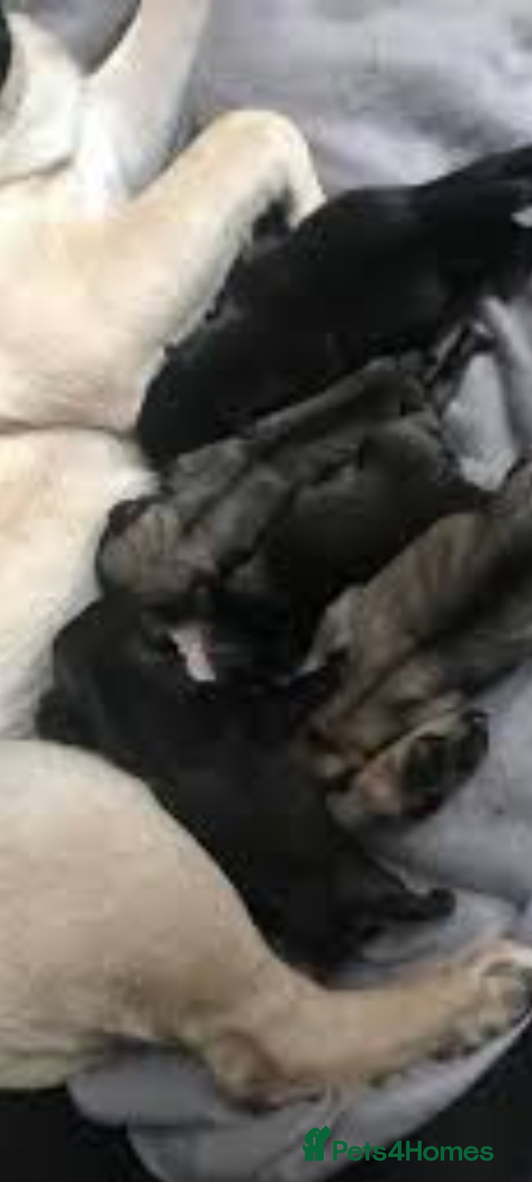 Frug dogs for sale: 3 frug puppies  - Advert 2