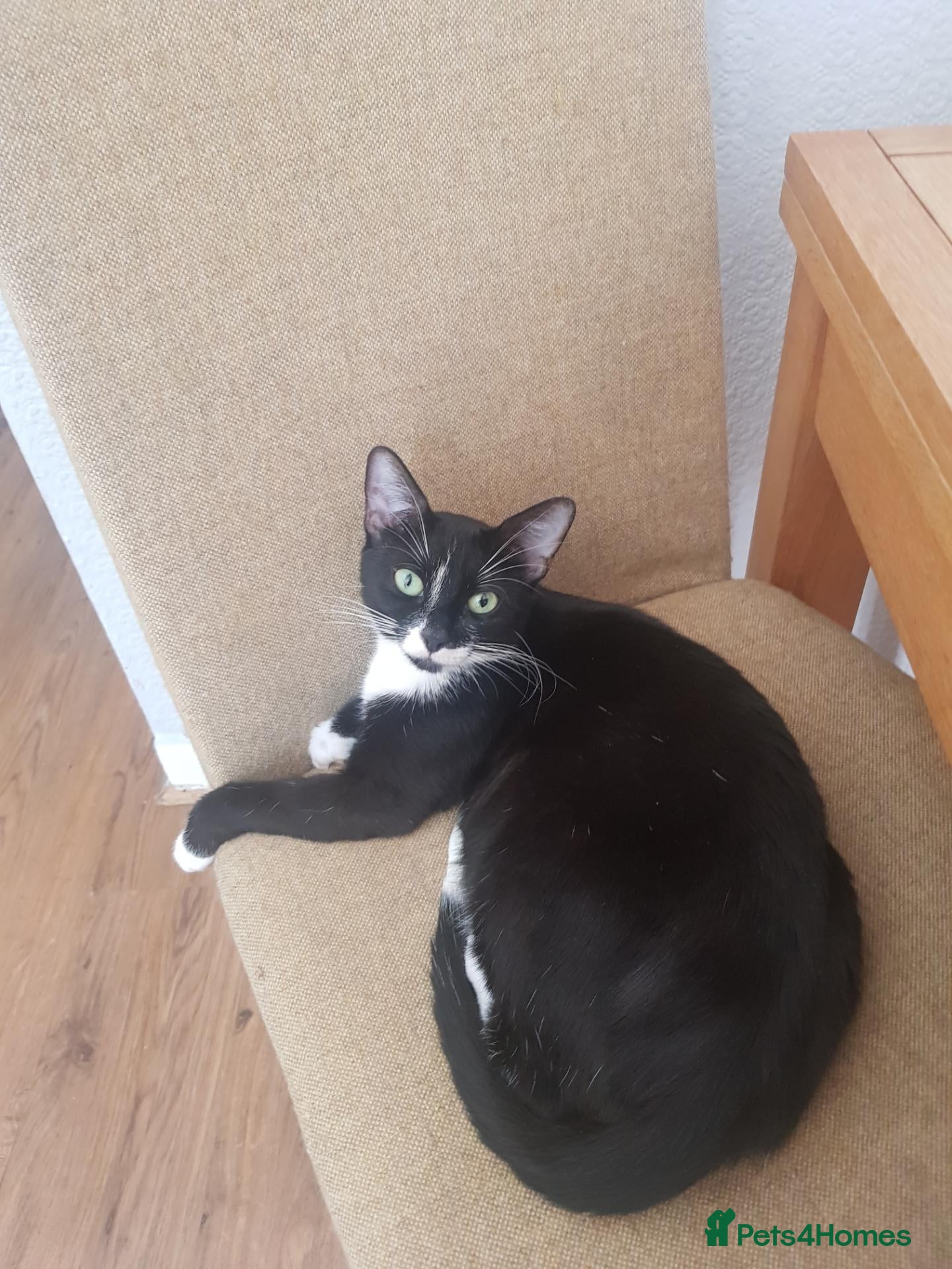 European cats Four Kittens Looking for Their Forever Homes  - Advert 2