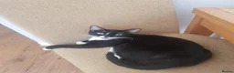 European cats for sale: Four Kittens Looking for Their Forever Homes  - Advert 1