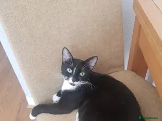 European cats Four Kittens Looking for Their Forever Homes - Advert 5