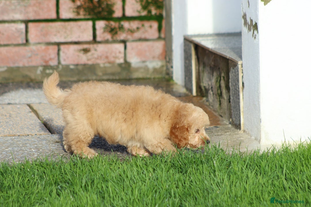 Cavapoo dogs for sale: F1 Cavapoo puppies for sale FULLY VACCINATED - Advert 34