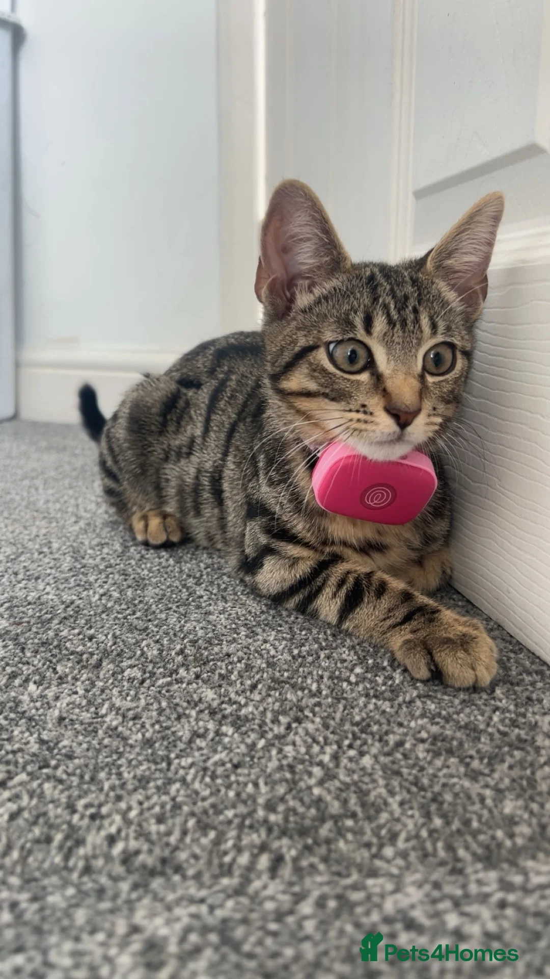 Domestic Shorthair cats for sale: Domestic Shorthair Tabby Cat in Luton - Advert 1