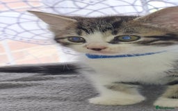 Mixed Breed cats for sale: Kittens looking for a forever home 🏡  - Image 4