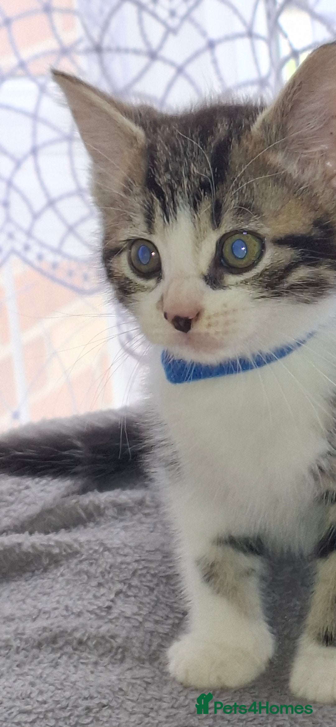 Mixed Breed cats for sale: Kittens looking for a forever home 🏡  - Image 4