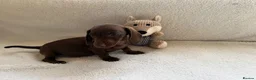 Mixed Breed dogs for sale: Dachshund  in Thornton Heath - Advert 5