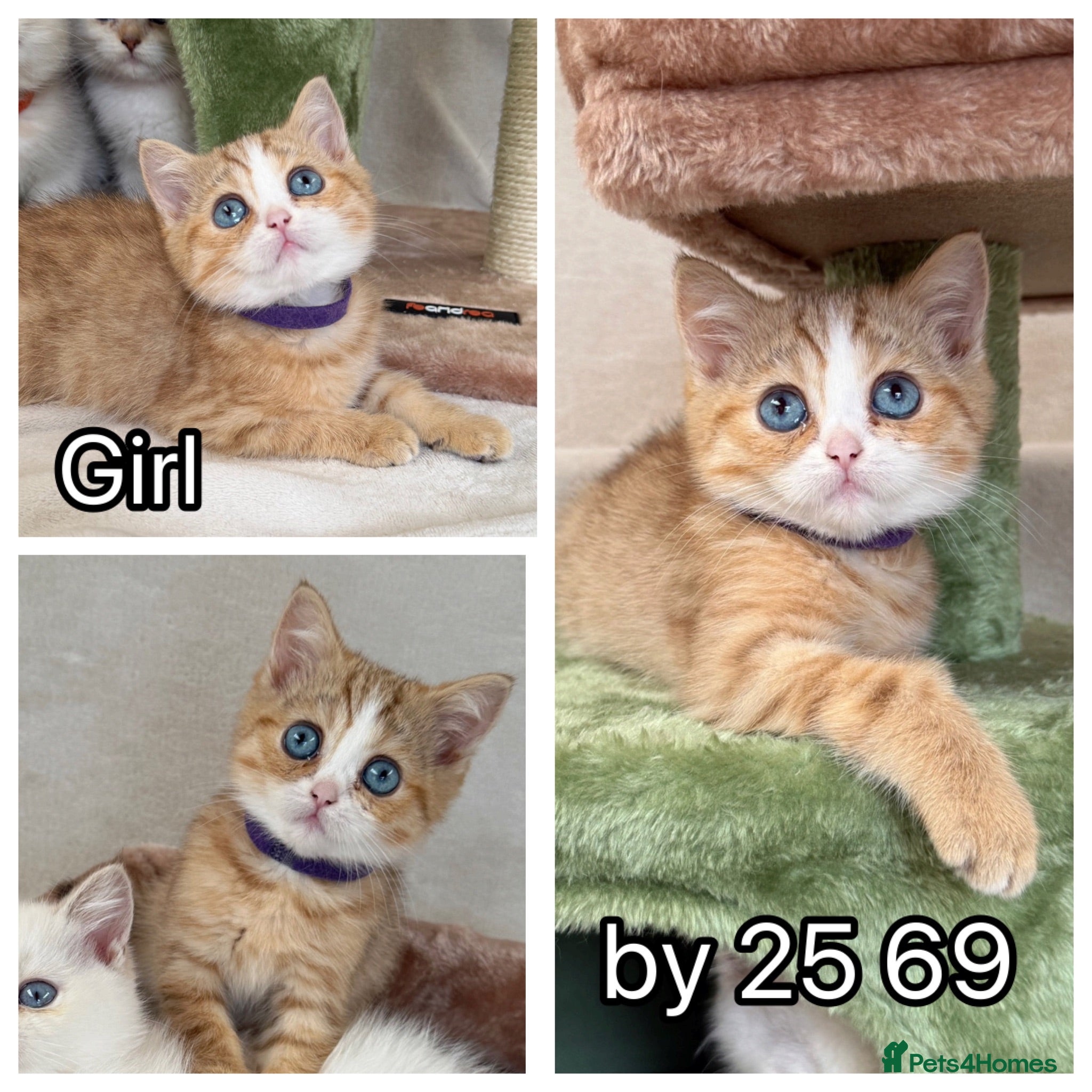 British Shorthair cats British Sh golden odd /blue eyed kittens GCCF  - Advert 13