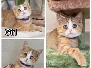 British Shorthair cats British Sh golden odd /blue eyed kittens GCCF - Advert 13