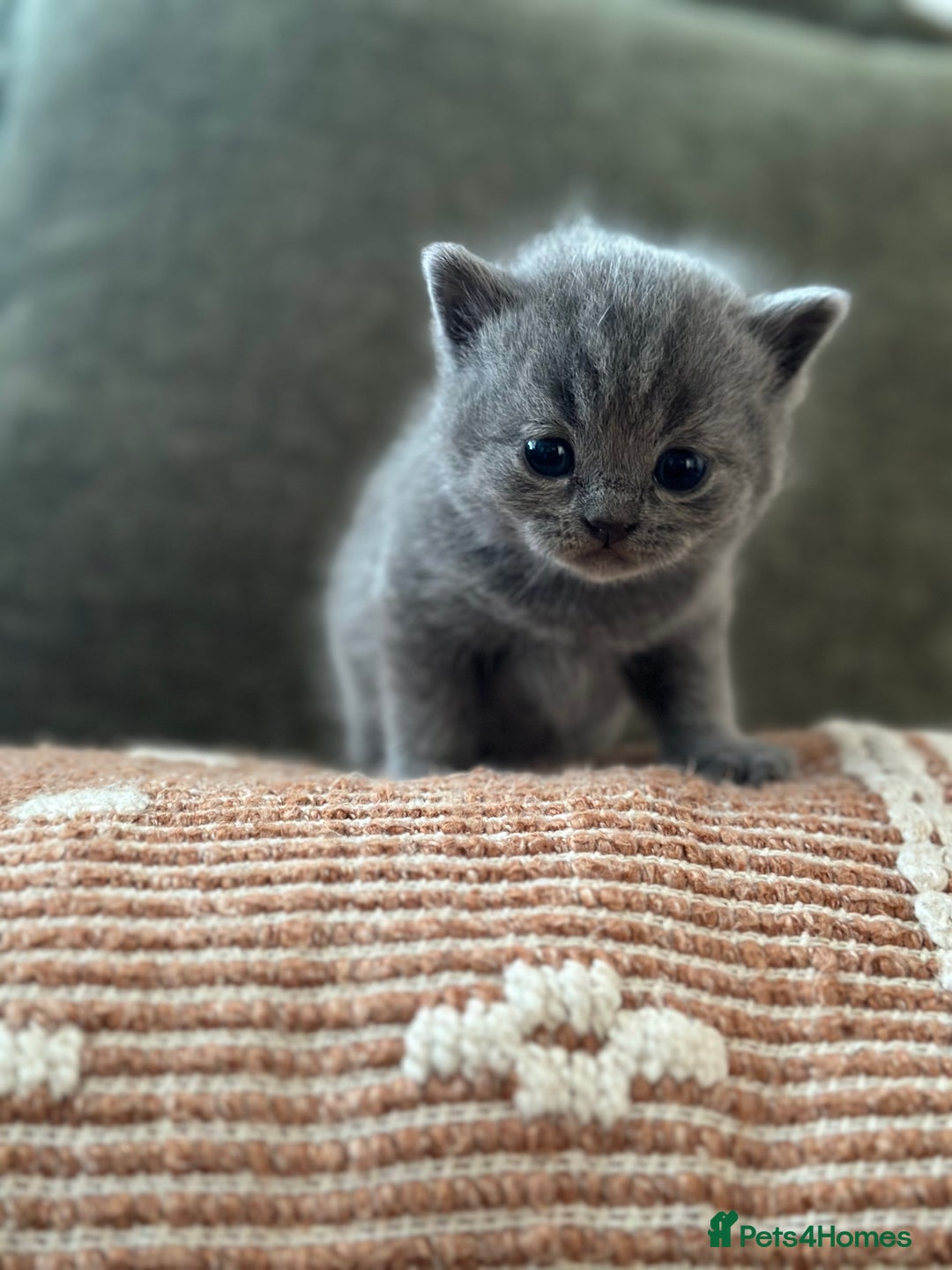 British Shorthair cats for sale: GCCF Registered British Shorthair kittens  - Advert 11