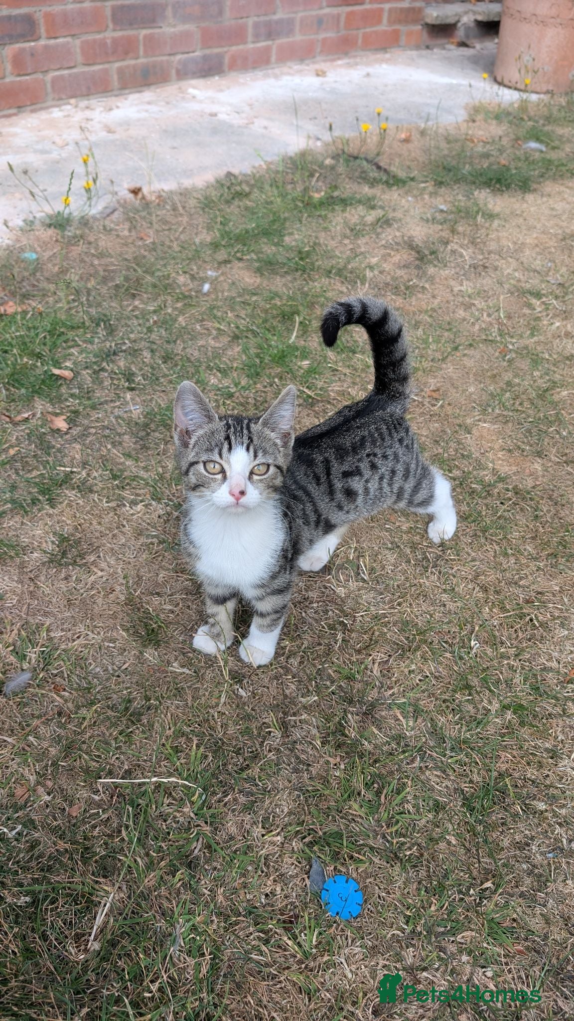 Mixed Breed cats Mixed-breed kittens looking for loving homes - Advert 1
