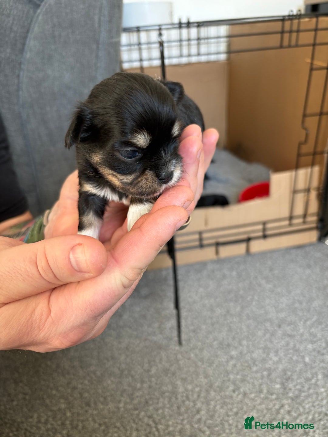 Mixed Breed dogs for sale: 5 health tested chihuahua x Lhasa female puppies - Advert 6