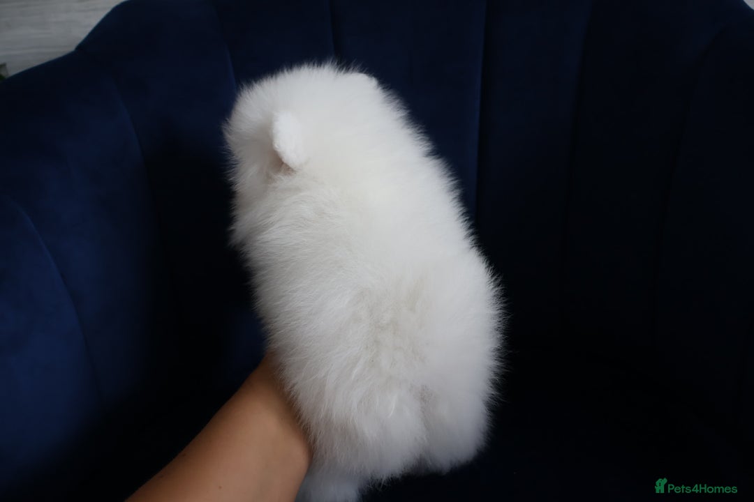 Pomeranian dogs for sale: READY NOW-REDUCED!! TRUE TEDDY BEAR POMERANIAN - Image 19