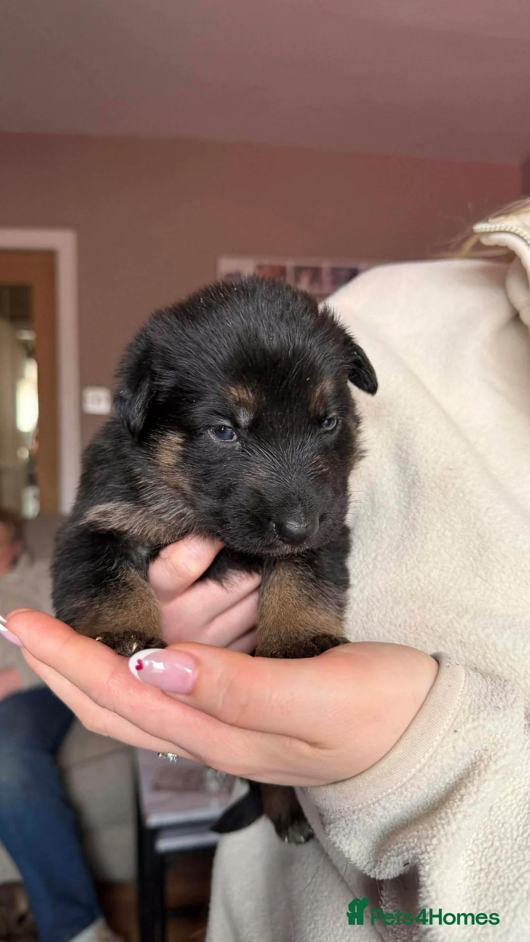 German Shepherd dogs for sale: German Shepherd Puppies - Advert 16