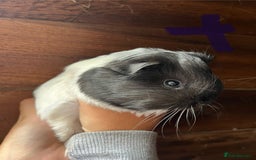 Guinea Pig rodents for sale: Gorgeous baby guinea pigs, various colours/coats  - Image 10