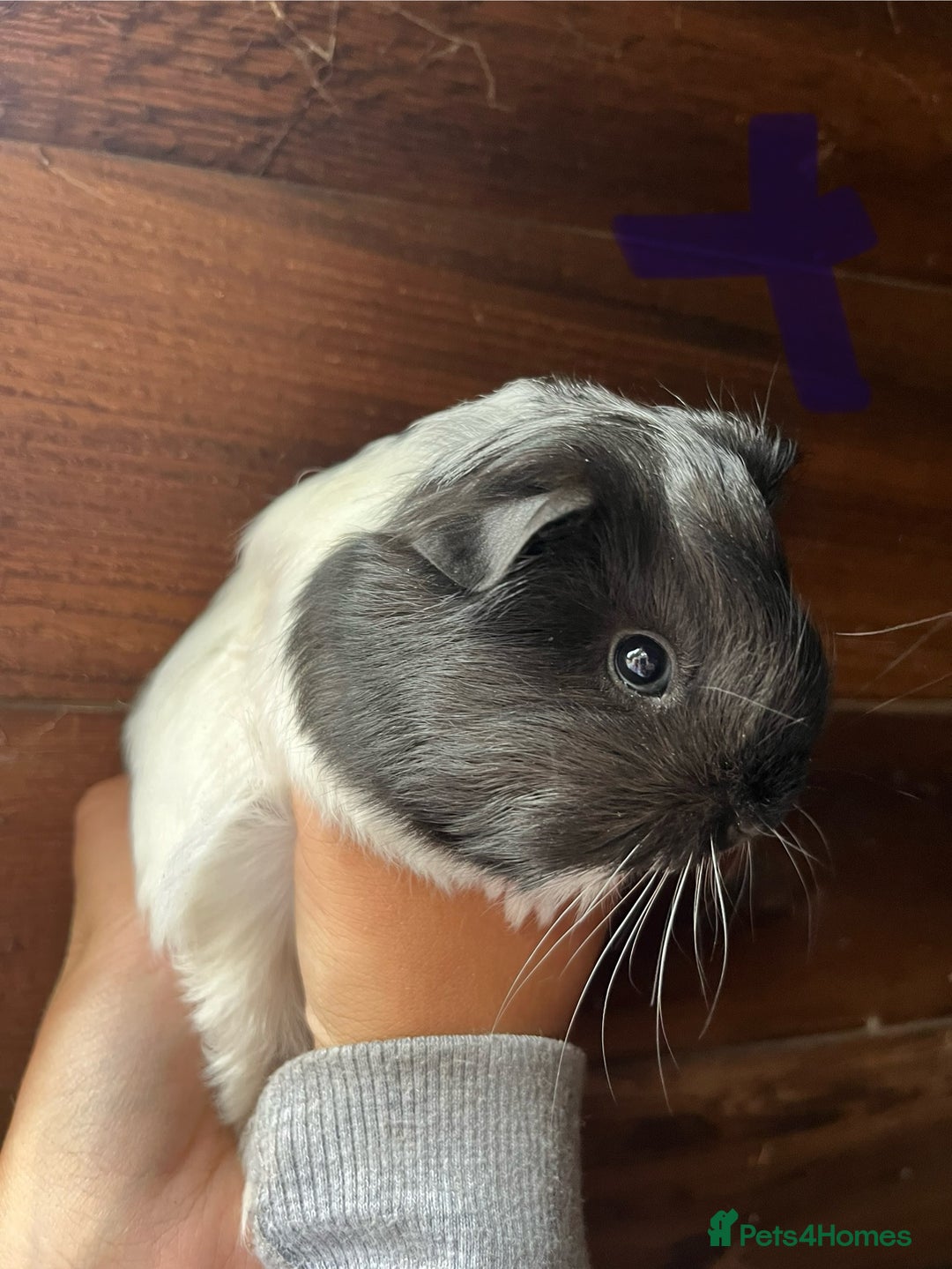Guinea Pig rodents for sale: Gorgeous baby guinea pigs, various colours/coats  - Image 10