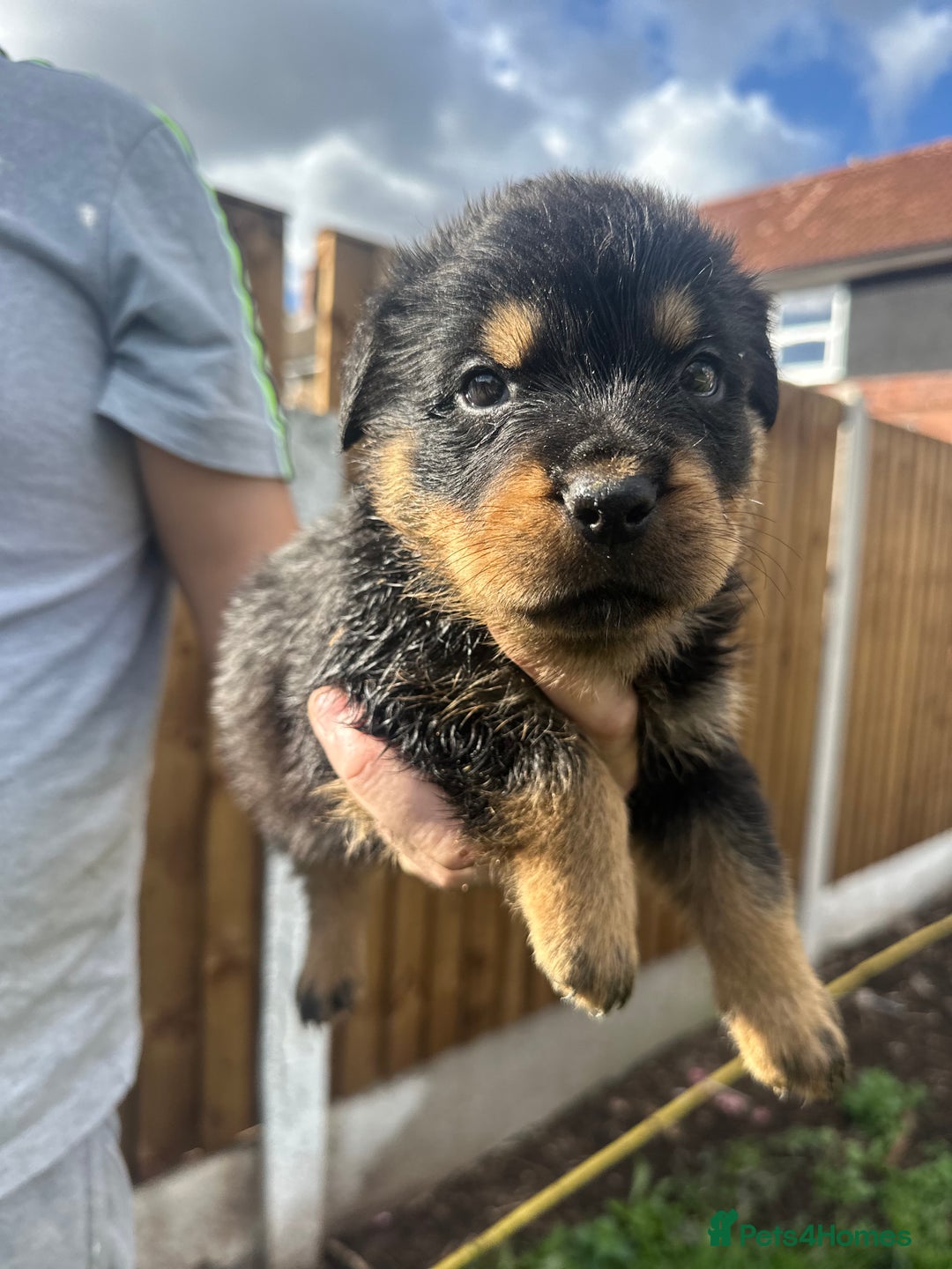 Rottweiler dogs for sale: Rottweiler puppies  - Image 7