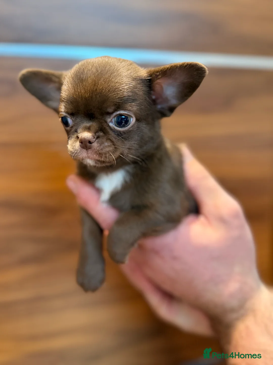 Chihuahua dogs for sale: Chihuahua girls  - Advert 2