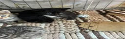 Mixed Breed cats for sale: Beautiful kittens  in Woking - Advert 3