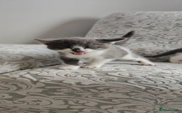 Mixed Breed cats for sale: Kitten's  - Image 6