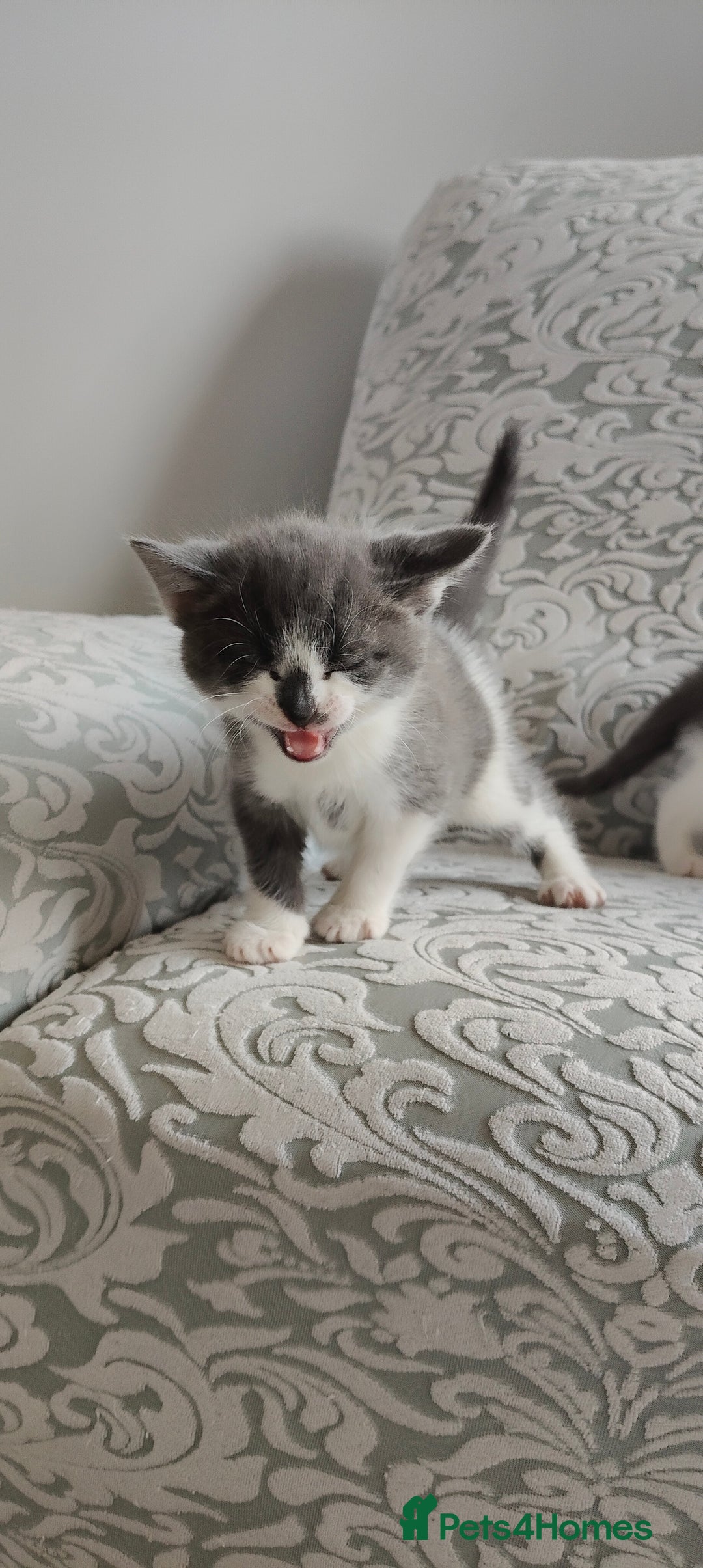 Mixed Breed cats for sale: Kitten's  - Image 6