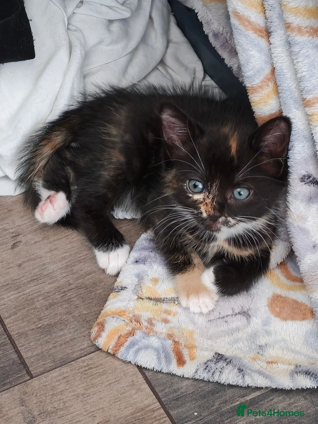 Mixed Breed cats for sale: 2 girls and a ginger boy available  - Advert 8