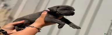 Brindle female 